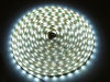 Taśma LED line® 300 SMD3528 12V 6200-6700K 30M